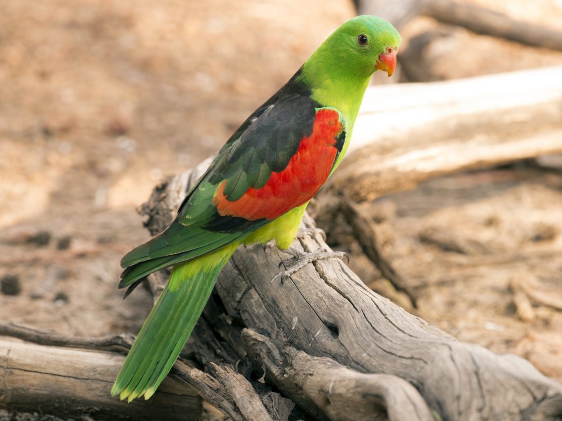pappagallo à ali rossi