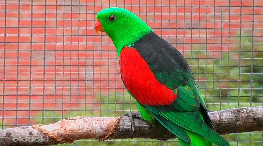 red-winged parrot