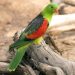 Katerina&#8217;s thick-billed parrot