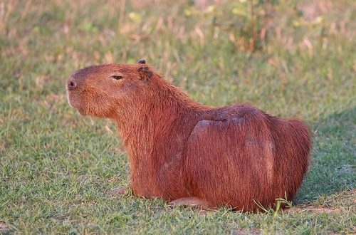 Relatives: capybara