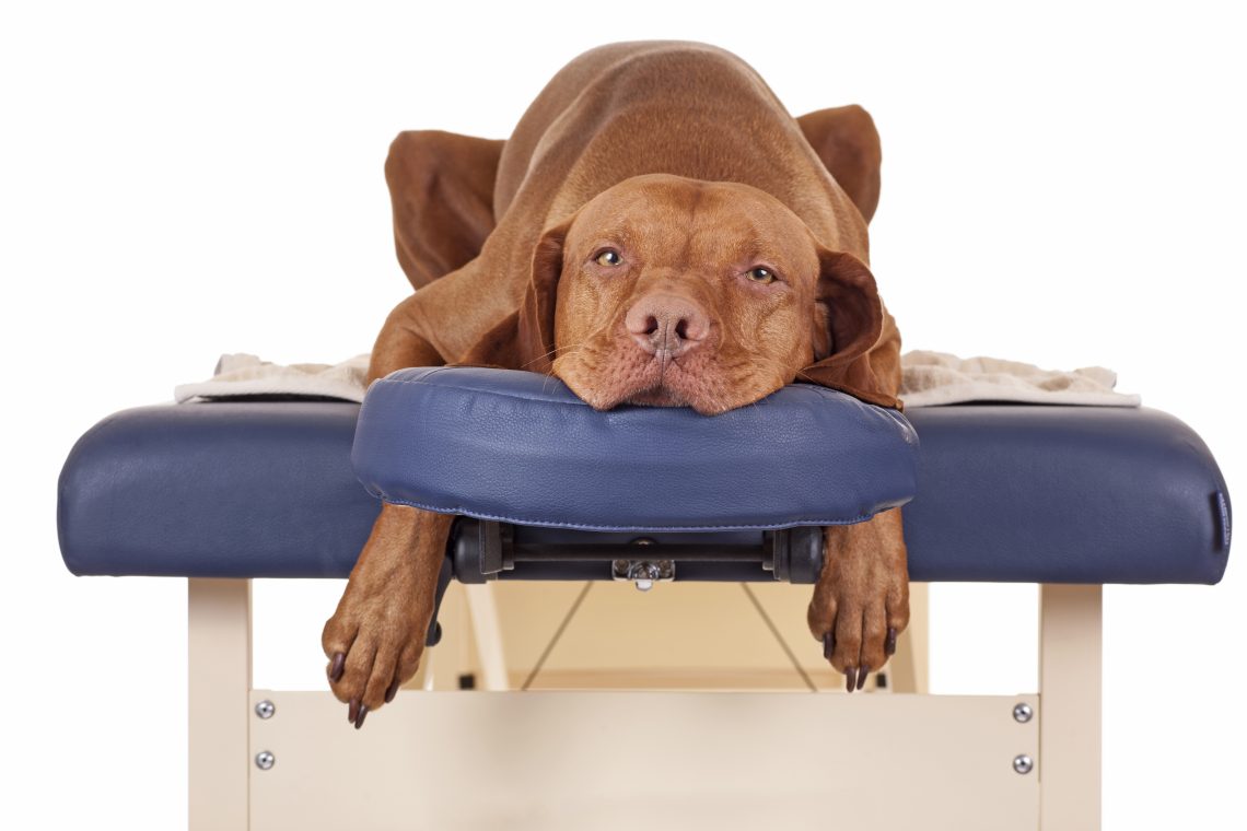 Relaxing dog massage