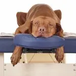 Relaxing dog massage