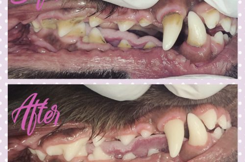 Removal of tartar in dogs