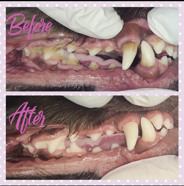 Removal of tartar in dogs