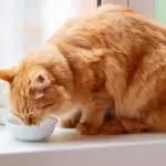 Renal failure in cats