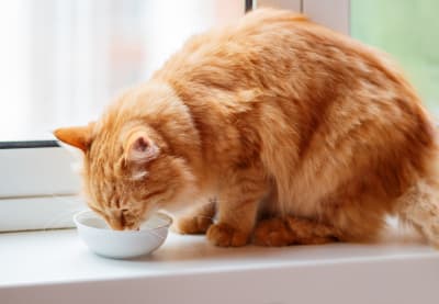 Renal failure in cats