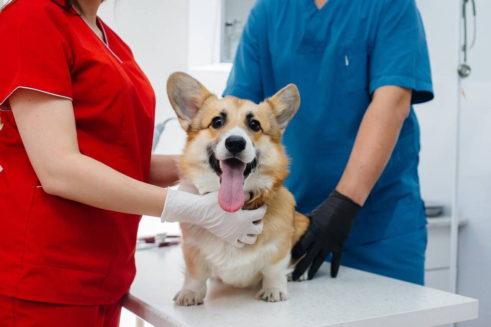 Renal failure in dogs