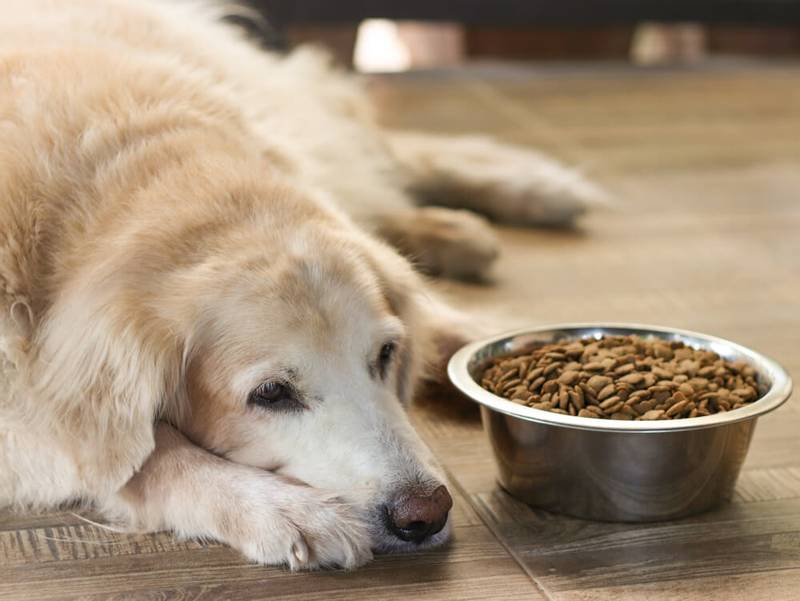Renal failure in dogs
