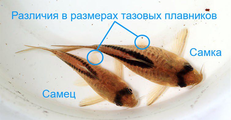 Reproduction of catfish Corydoras