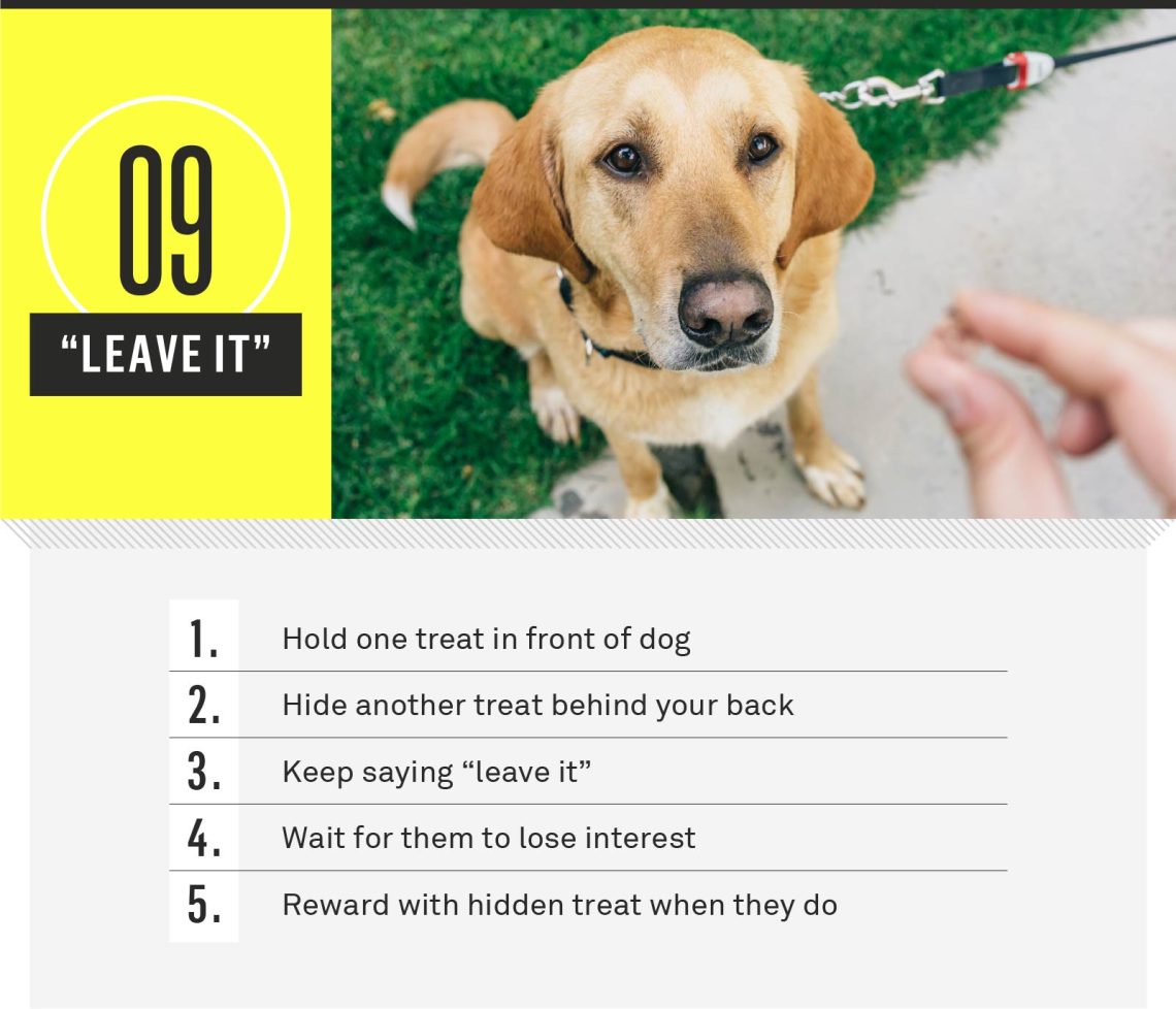 Required dog commands