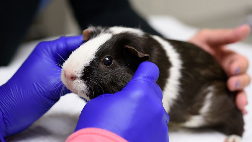 Respiratory diseases in guinea pigs