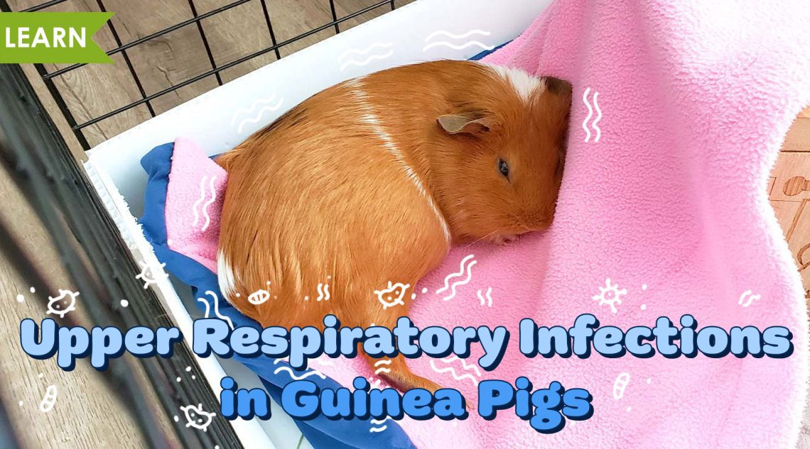 Respiratory diseases in guinea pigs