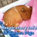 Antibiotics and guinea pigs