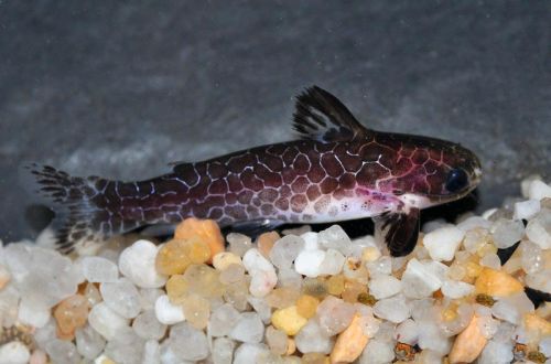 Reticulated spear catfish