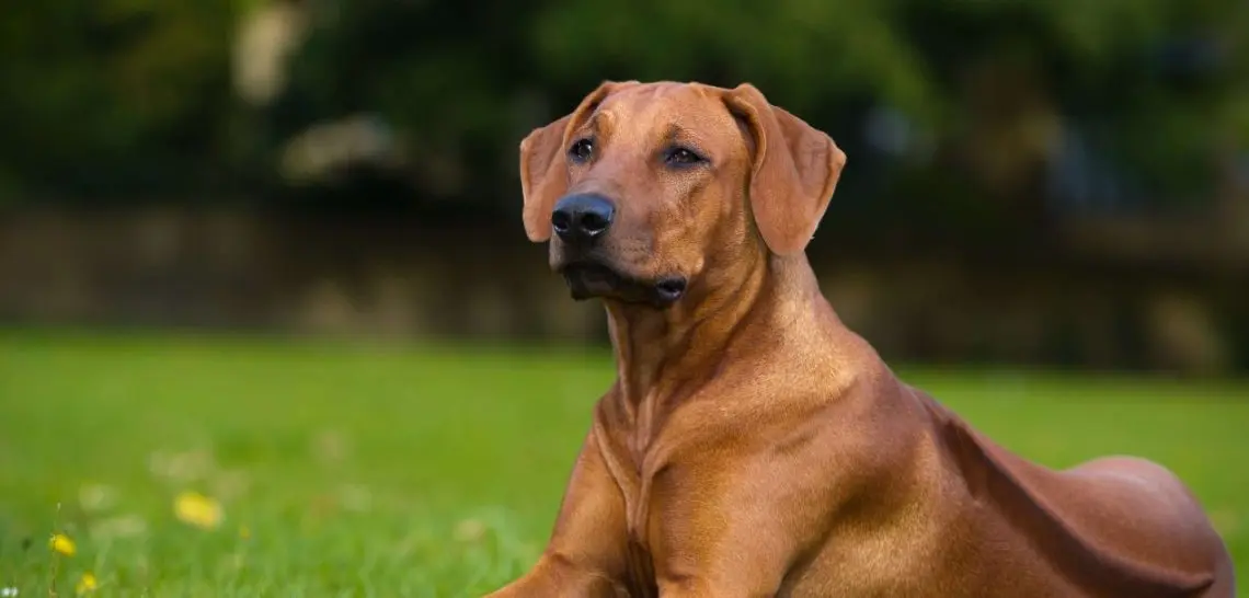 Rhodesian Ridgeback