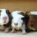 Signs of disease in guinea pigs