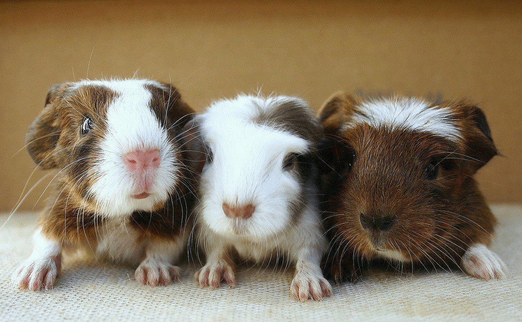 Rickets in guinea pigs