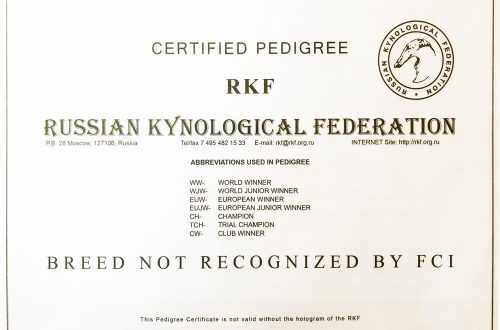 RKF documents for a dog &#8211; what is it?