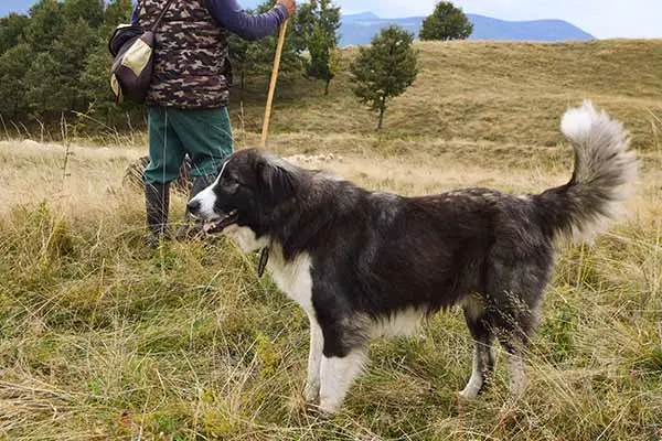 Romanian Carpathian Shepherd Dog