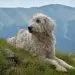 Romanian Carpathian Shepherd Dog