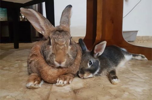 Romeo and Lily &#8211; a funny couple of rabbits