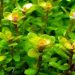 Rotala butterfly