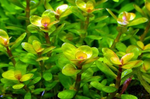 Rotala Indian