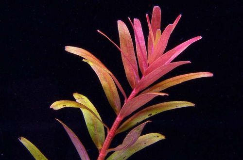 Rotala red