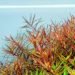 Rotala Enye