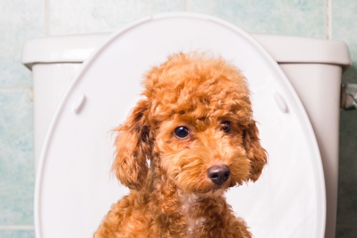 Rotavirus in i cani: sintomi è trattamentu