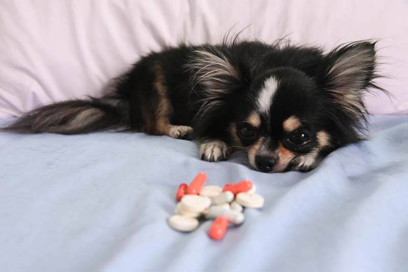 Rotavirus in dogs: symptoms and treatment