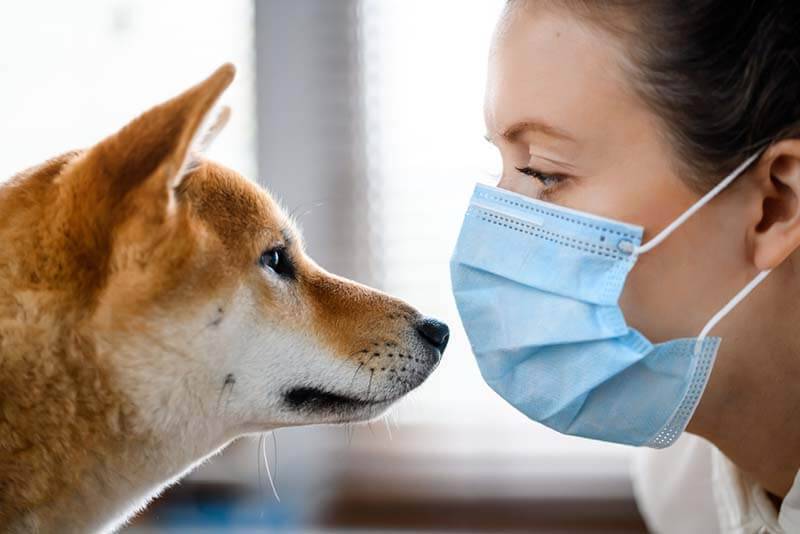 Rotavirus in dogs: symptoms and treatment