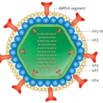 Rotavirus in the basket