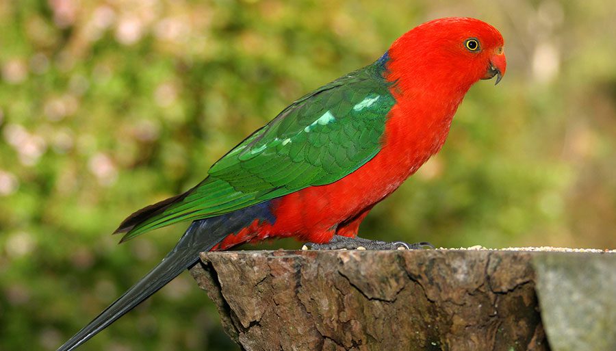 Royal parrot