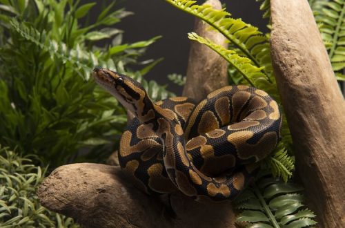 Royal python: content at home