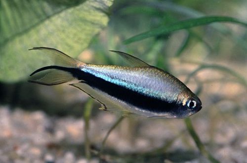 Royal tetra