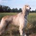 Banjar Greyhound