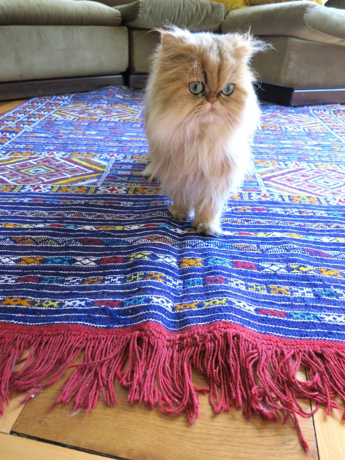 Rugs for cats