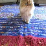 Rugs for cats