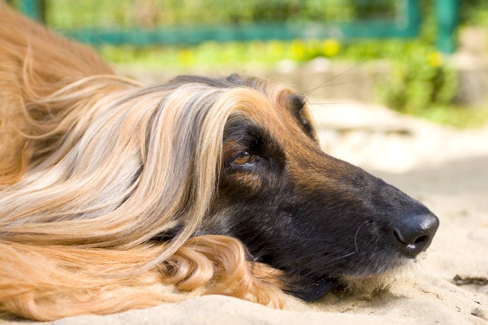 Rules for caring for long-haired dog breeds