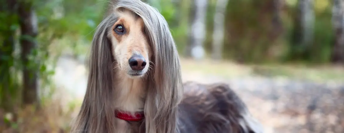 Rules for caring for long-haired dog breeds