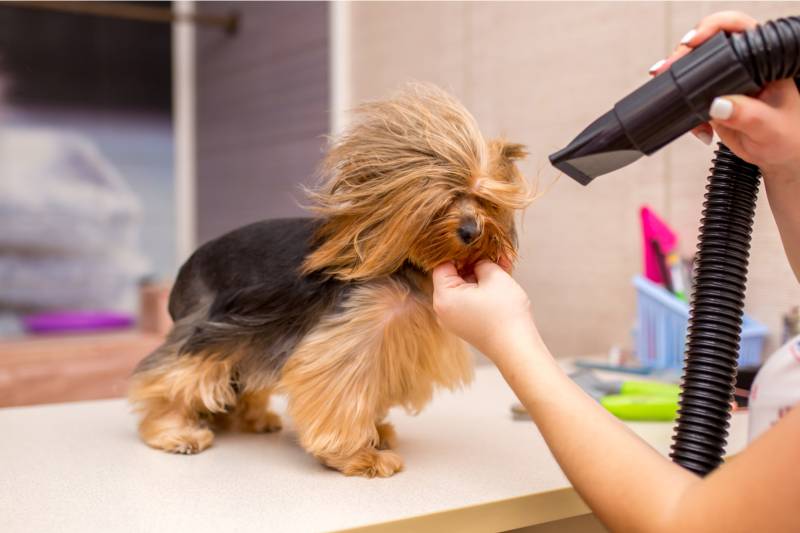 Rules for caring for long-haired dog breeds