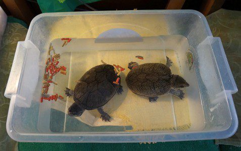 Rules for feeding land and aquatic turtles