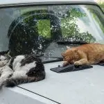 Rules for keeping cats in Russia