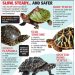 The habits and behavior of turtles