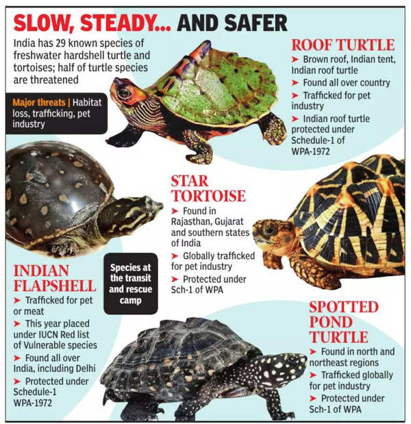 Rules for keeping turtles in other countries