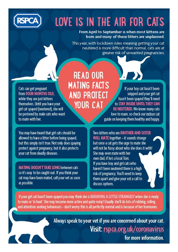 Rules for mating cats