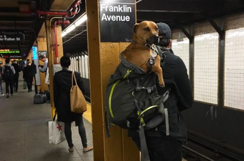 Rules for transporting a dog on the subway