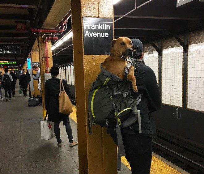 A kutya metrón történő szállításának szabályai