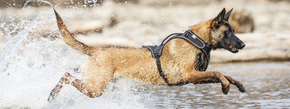 Rumors about the dangers of harnesses for dogs are greatly exaggerated.